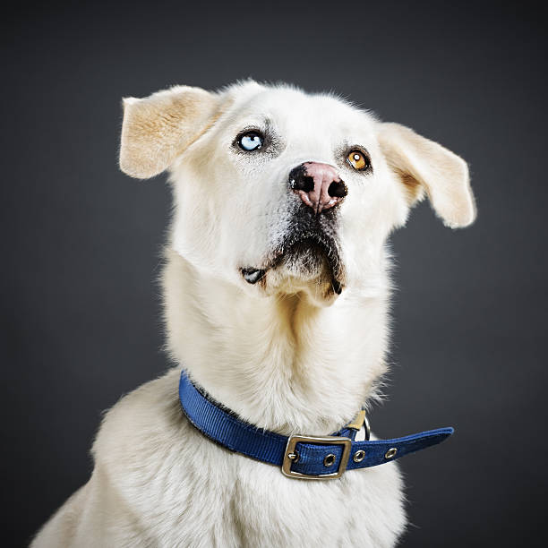 Studio portrait of a big mixed breed dog looking at camera. The dog is a male and a mix of husky and labrador or golden retriever. Square color image from a DSLR. Sharp focus on eyes.