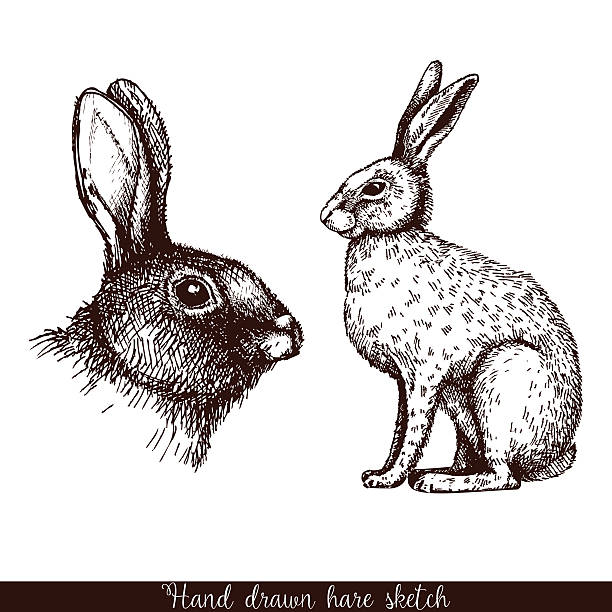 장식용 토끼류 인물 사진. - hare stock illustrations