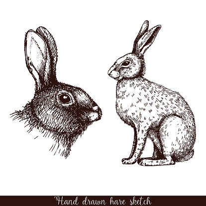 Vector vintage collection of ink hand drawn hare illustrations isolated on white.