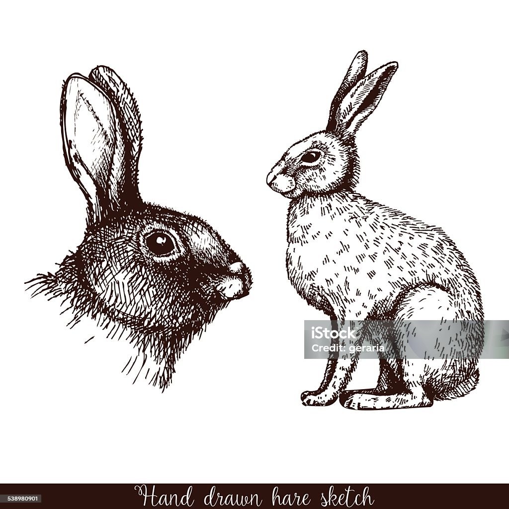 Decorative hare portrait. Vector vintage collection of ink hand drawn hare illustrations isolated on white. Rabbit - Animal stock vector