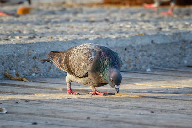 istock Pigeon looking for food. 538981676