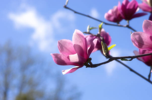 istock Beautiful Flowers of a Magnolia Tree 538982092