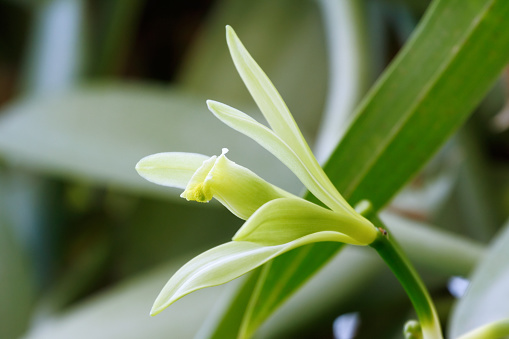 Vanilla flower (Vanilla planifolia) is a member of vanilla orchid.  The resource of vanilla flavoring.