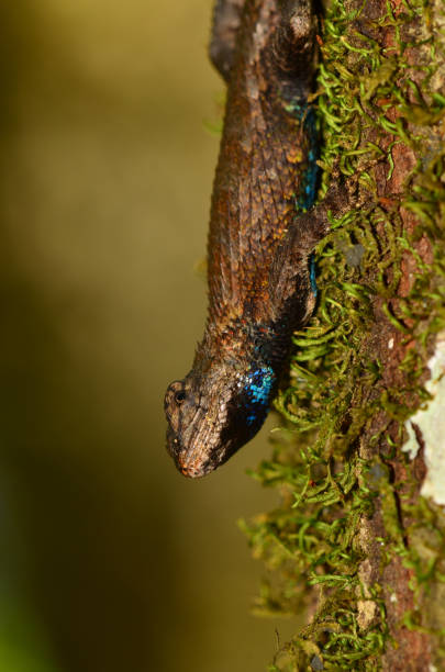 istock Eastern fence Lizard showing off its bright blue scales 538982378