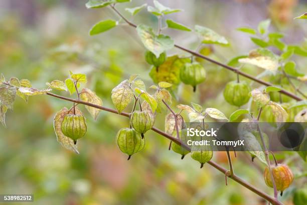 Cape Gooseberry Stock Photo - Download Image Now - Farm, Winter Cherry, Branch - Plant Part