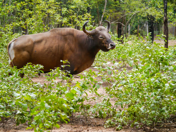 istock Banteng in the forest nature background 538983160