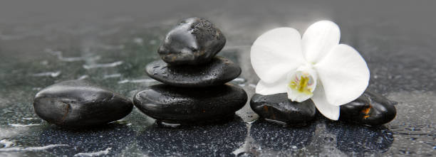 istock White orchid and black stones close up. 538983234