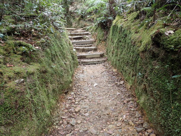 istock Moss Wall on the way up at Mt.Kinabalu 538983296