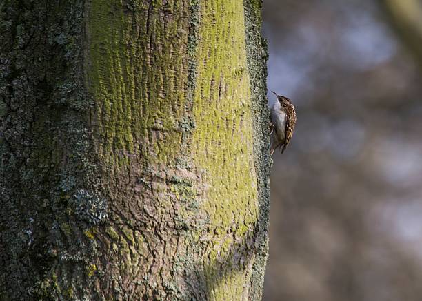 Tree Creeper (Certhiidae) Similar Images:  certhiidae stock pictures, royalty-free photos & images