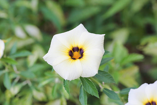 Hibiscus trionum flower Hibiscus trionum flower of an hour blooming in the garden ternate stock pictures, royalty-free photos & images