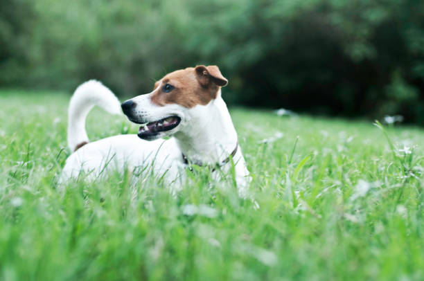 istock Happy dog on green grass - Jack Russell Terrier 538986364