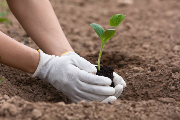 istock hands planting seedling of marrow, closeup 538987926