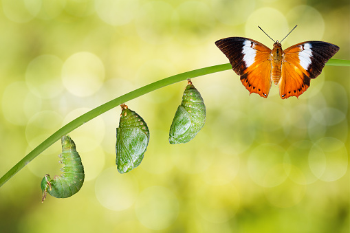 Isolated life cycle of Tawny Rajah butterfly with caterpillar and chrysalis