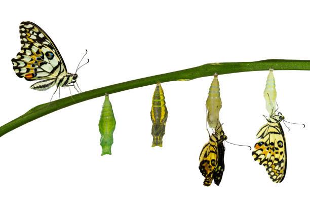 istock Isolated transformation of Lime Butterfly on white 538988840
