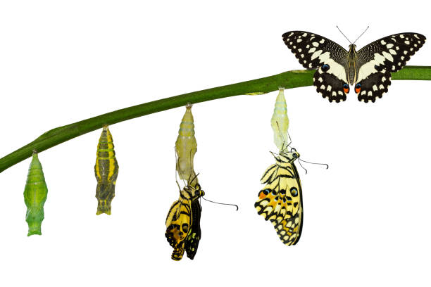 istock Isolated transformation of Lime Butterfly on white 538988882
