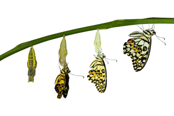 istock Isolated transformation of Lime Butterfly on white 538988912