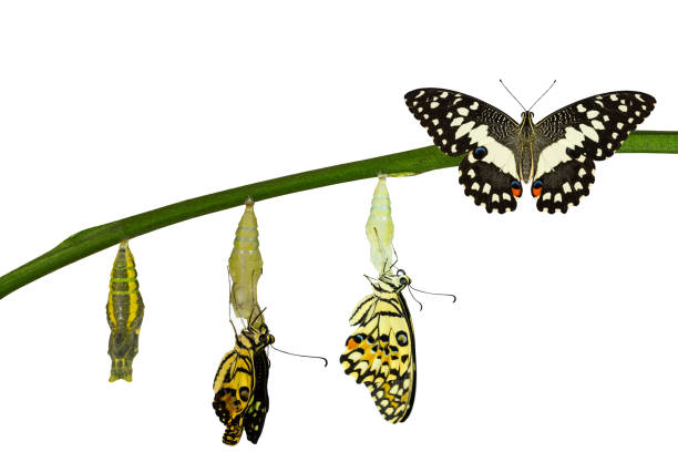 istock Isolated transformation of Lime Butterfly on white 538988932