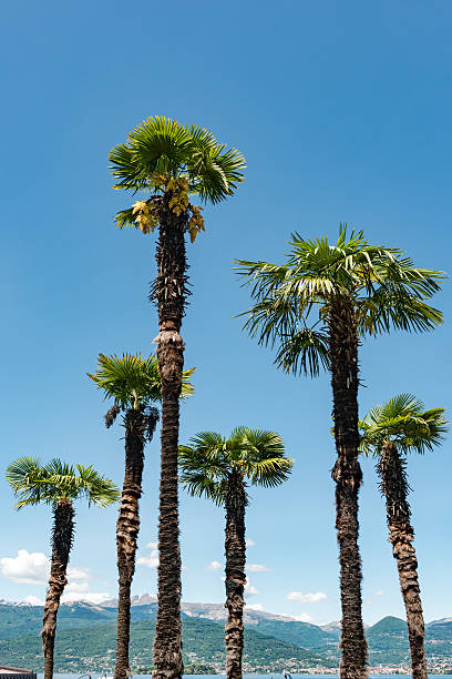 istock palms at Lake Maggiore 538988952