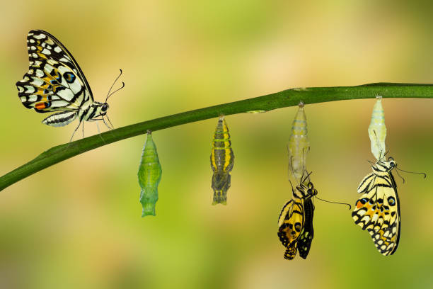 istock Transformation of Lime Butterfly 538988960