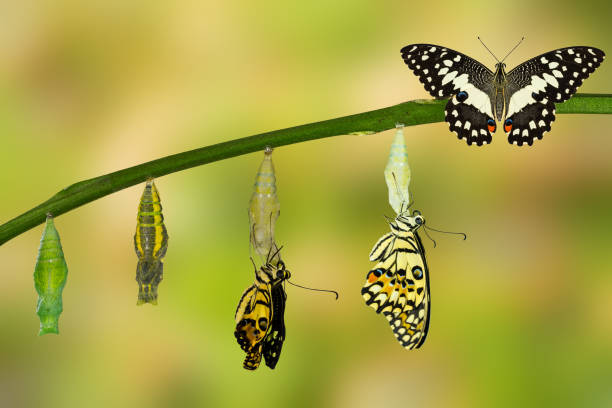 istock Transformation of Lime Butterfly 538989002