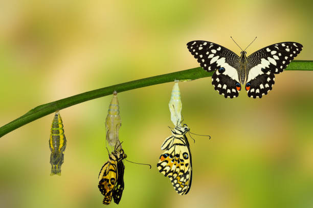 istock Transformation of Lime Butterfly 538989096