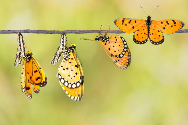 istock Transfromation of Tawny Coster butterfly 538989200