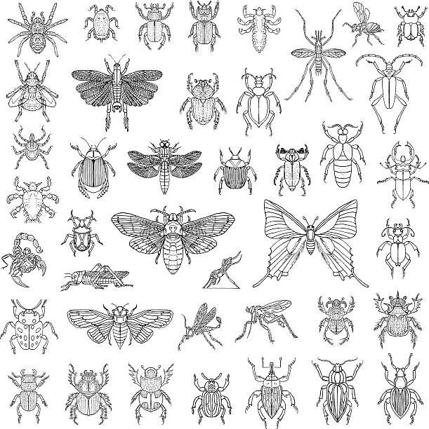 illustrations, cliparts, dessins animés et icônes de insectes vecteur ensemble dessiné à la main - ladybug insect leaf beetle