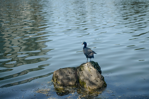 coot on a stone, black Duck on the rock