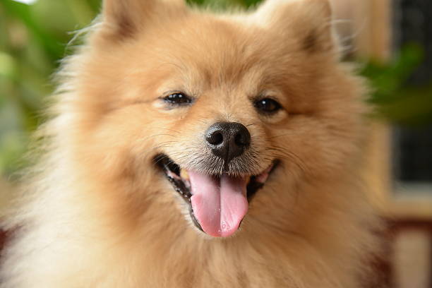 istock Smiley Face Pomeranian Dog 538989853