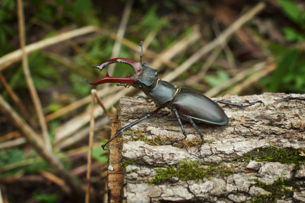 istock Male stag beetle on the oak. 538990094