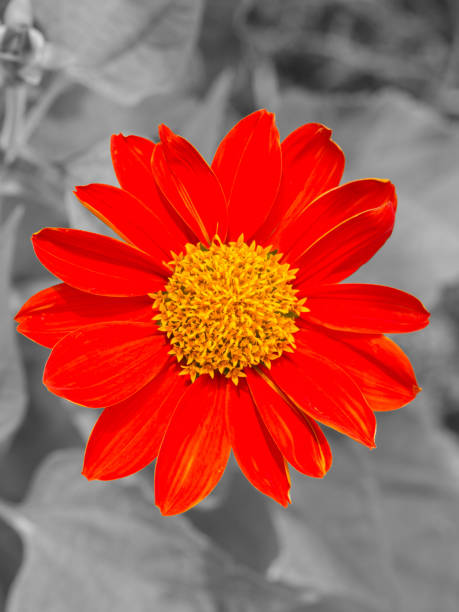 istock Close-up red Mexican Sunflower in garden 538990462