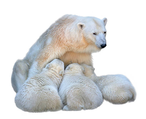 istock Feeding mother of polar bear with her cubs. 538990901