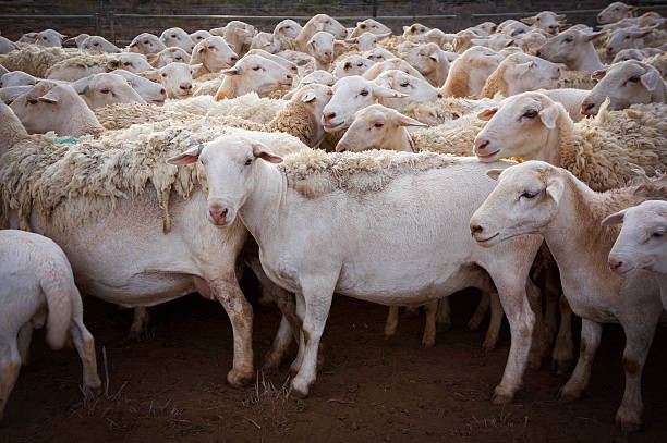 istock Farm sheep at Queensland, Australia. 538990960