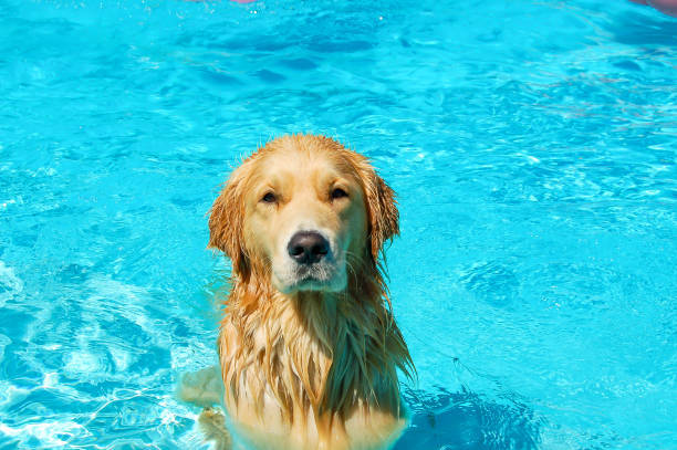 pies w basenie - lap pool zdjęcia i obrazy z banku zdjęć