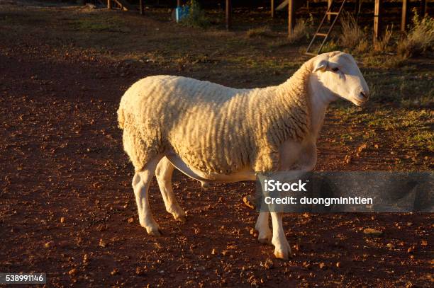 Farm Sheep At Queensland Australia Stock Photo - Download Image Now - Agriculture, Animal, Australia