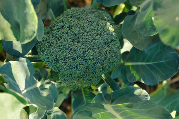 istock Young head of Broccoli 538991592