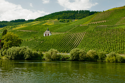 Vineyard on the Mosel