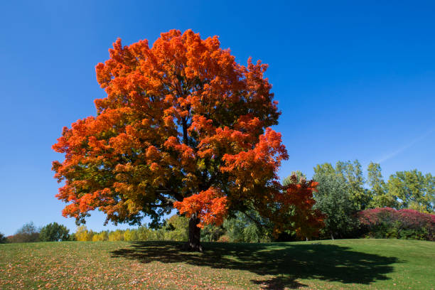 açúcar de bordo (ácer - trees in fall imagens e fotografias de stock