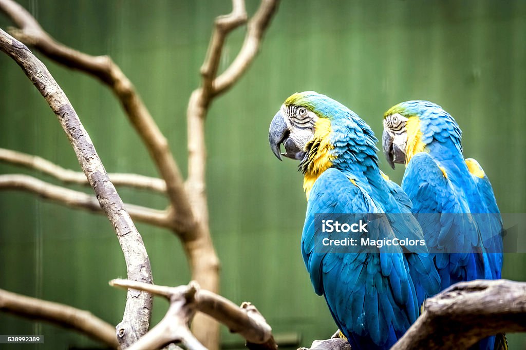 Macaw 2015 Stock Photo