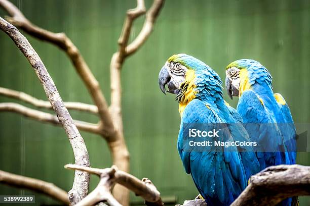 Macaw Stock Photo - Download Image Now - 2015, Animal, Animal Wildlife