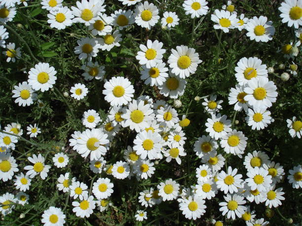 istock Meadow of blossoming daisies 538992632