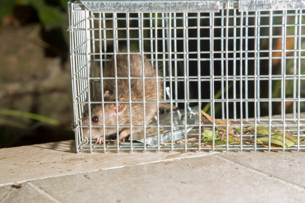 istock Scary little grey rat in a cage 538993018