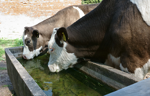 Two thirsty cows drinking water from the water trough on a sunny summers day in the UK.