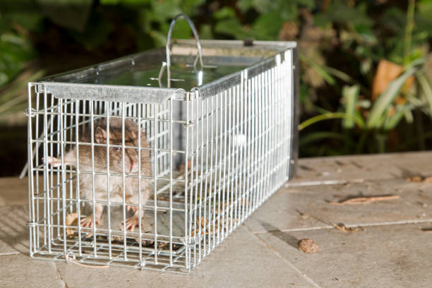 istock Little grey rat in a trap 538993082