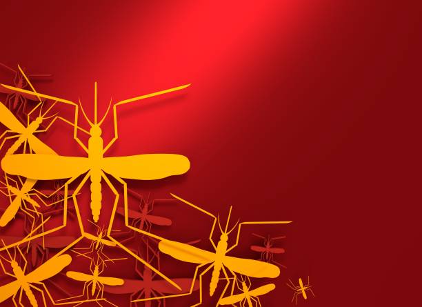 Macro of mosquito sucking blood isolated on white background,Mosquito dangerous is carrier of malaria, encephalitis dengue and zika.