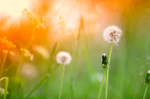 istock Beautiful dandelion with warm light in the morning 538994398