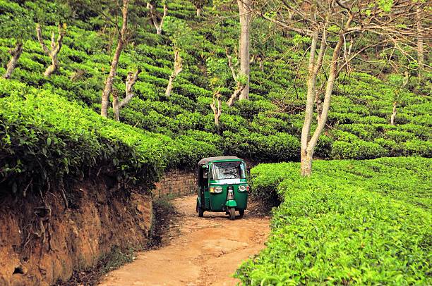 istock Rikshaw in Tea field plantations, Sri Lanka 538996365
