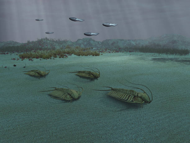 trilobites - trilobite 뉴스 사진 이미지