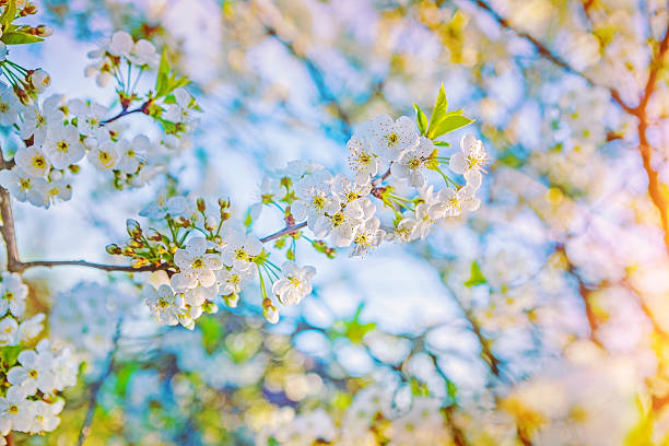 istock very bright view on single small branch of blossoming cherry 538996723