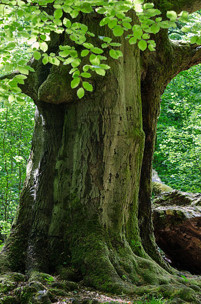 istock Old beech in the virgin forest 